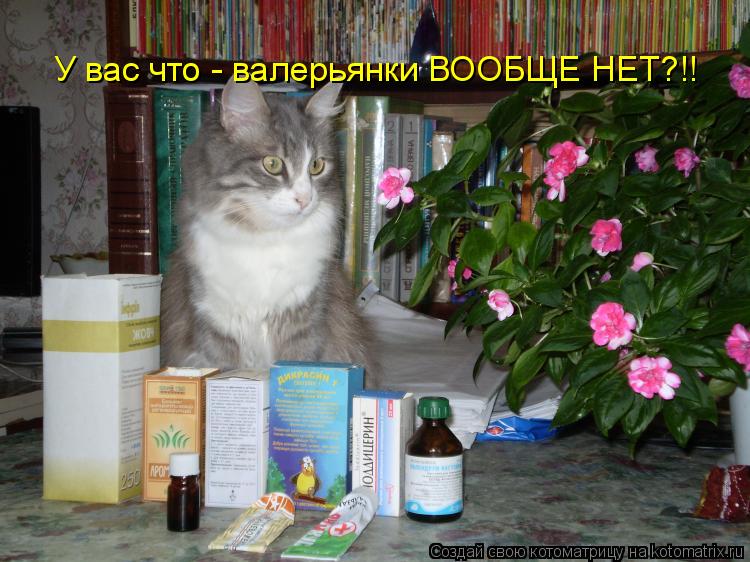У вас что - валерьянки ВООБЩЕ НЕТ?!!... Котоматрица: У вас что - валерьянки ВООБЩЕ НЕТ?!!