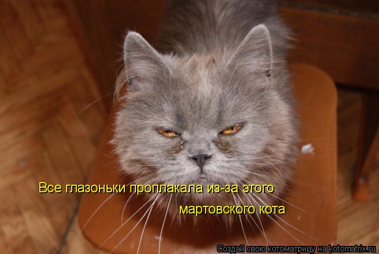 Все глазоньки проплакала из-за этого мартовского кота... Котоматрица: Все глазоньки проплакала из-за этого мартовского кота