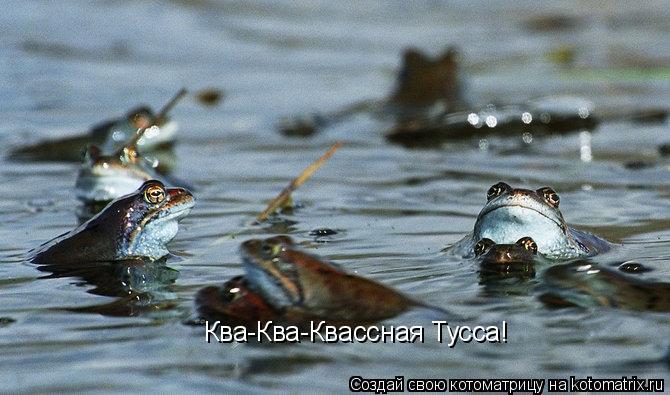 Ква-Ква-Квассная Тусса!... Котоматрица: Ква-Ква-Квассная Тусса!