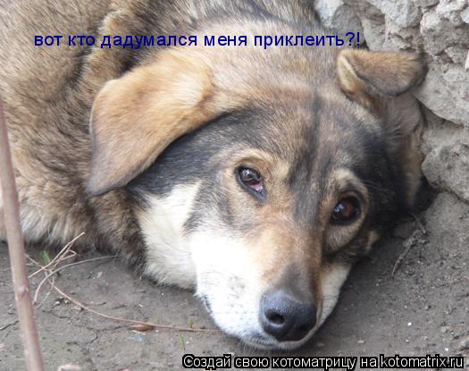 вот кто дадумался меня приклеить?!... Котоматрица: вот кто дадумался меня приклеить?!