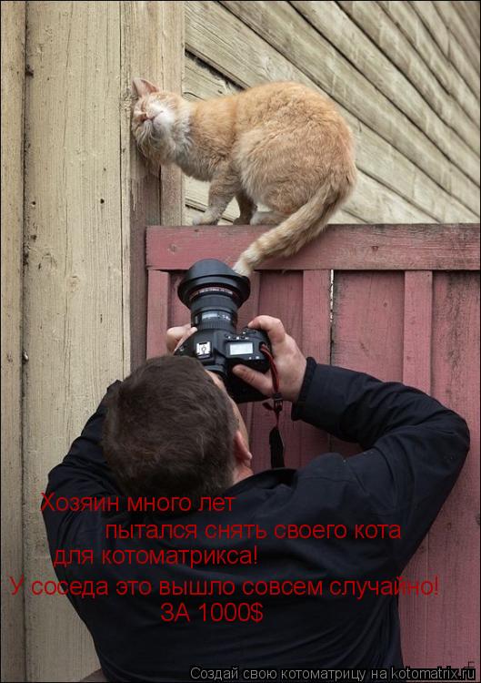 Хозяин много лет пытался снять своего кота для котоматрикса! У соседа это вышло совсем случайно! ЗА... Котоматрица: Хозяин много лет пытался снять своего кота для котоматрикса! У соседа это вышло совсем случайно! ЗА 1000$