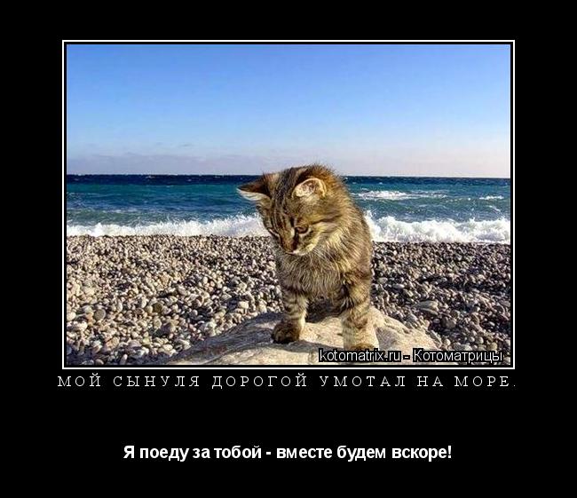 Мой сынуля дорогой умотал на море. Я поеду за тобой - вместе будем вскоре!... Котоматрица: Мой сынуля дорогой умотал на море. Я поеду за тобой - вместе будем вскоре!