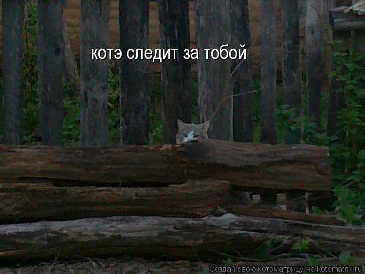 котэ следит за тобой... Котоматрица: котэ следит за тобой