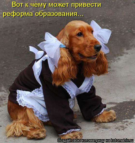Вот к чему может привести реформа образования...... Котоматрица: Вот к чему может привести реформа образования...