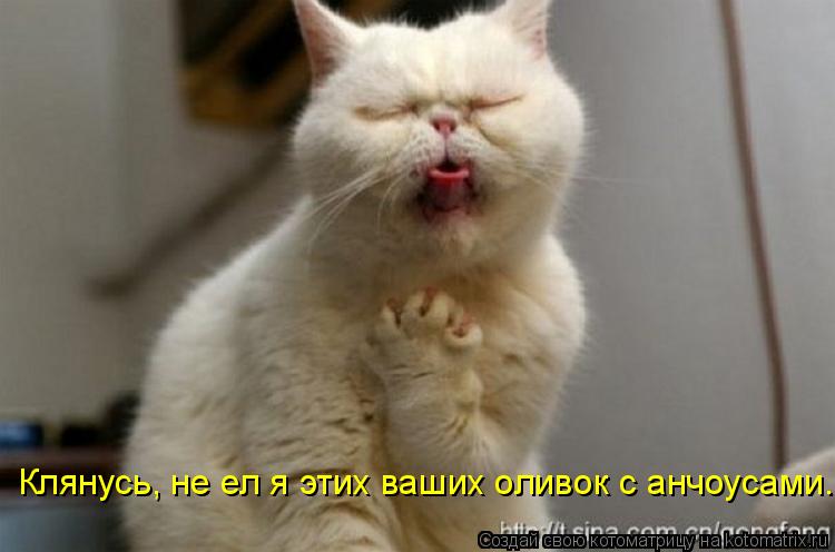 Клянусь, не ел я этих ваших оливок с анчоусами.... Котоматрица: Клянусь, не ел я этих ваших оливок с анчоусами.
