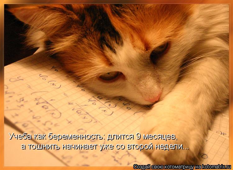 Учеба как беременность: длится 9 месяцев, а тошнить начинает уже со второй недели...... Котоматрица: Учеба как беременность: длится 9 месяцев, а тошнить начинает уже со второй недели...