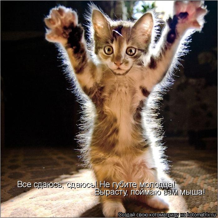 Все сдаюсь, сдаюсь! Не губите молодца! Вырасту, поймаю вам мыша!... Котоматрица: Все сдаюсь, сдаюсь! Не губите молодца! Вырасту, поймаю вам мыша!