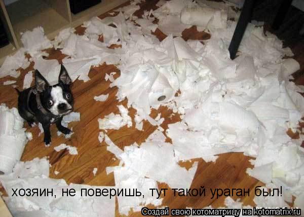 хозяин, не поверишь, тут такой ураган был!... Котоматрица: хозяин, не поверишь, тут такой ураган был!