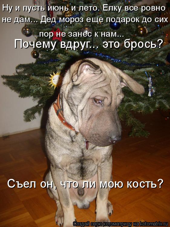Ну и пусть июнь и лето. Елку все ровно не дам... Дед мороз еще подарок до сих пор не занес к нам..... Котоматрица: Ну и пусть июнь и лето. Елку все ровно не дам... Дед мороз еще подарок до сих пор не занес к нам... Съел он, что ли мою кость? Почему вдруг... эт