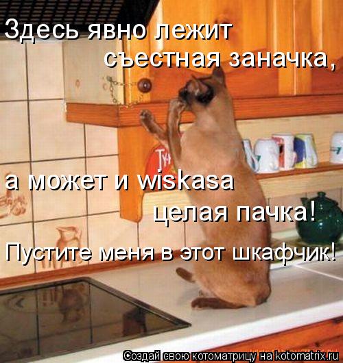 Здесь явно лежит съестная заначка, а может и wiskasa целая пачка! Пустите меня в этот шкафчик!... Котоматрица: Здесь явно лежит съестная заначка, а может и wiskasa целая пачка! Пустите меня в этот шкафчик!