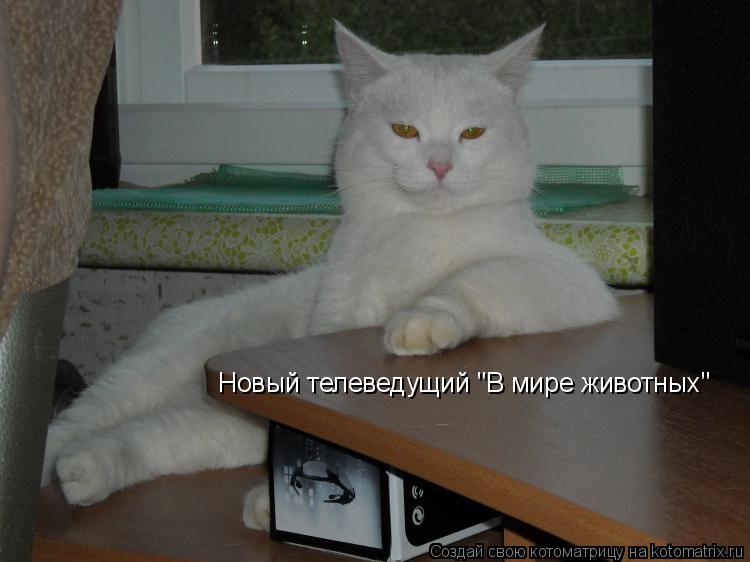 Новый телеведущий "В мире животных"... Котоматрица: Новый телеведущий "В мире животных"