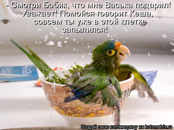 - Смотри Бобик, что мне Васька подарил! Уважает! Помойся говорит Кеша, совсем ты уже в этой клетке за... Котоматрица: - Смотри Бобик, что мне Васька подарил! Уважает! Помойся говорит Кеша, совсем ты уже в этой клетке запылился!