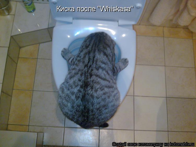 Киска после "Whiskasа"... Котоматрица: Киска после "Whiskasа"
