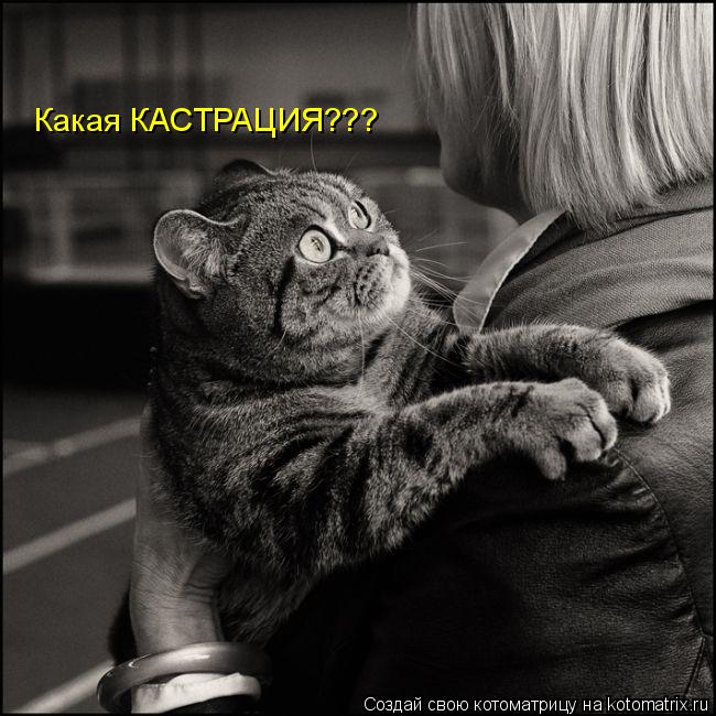 Какая КАСТРАЦИЯ???... Котоматрица: Какая КАСТРАЦИЯ???