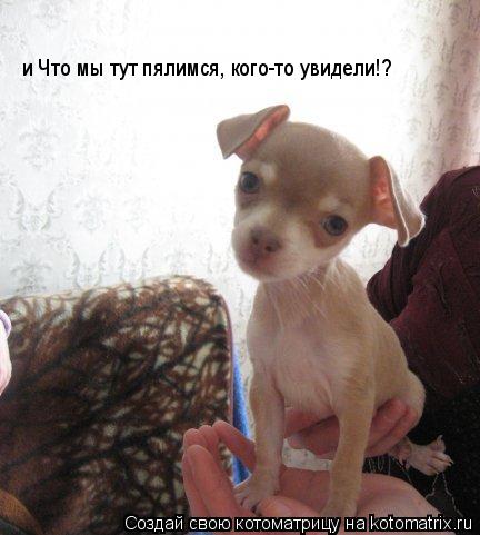 и Что мы тут пялимся, кого-то увидели!?... Котоматрица: и Что мы тут пялимся, кого-то увидели!?