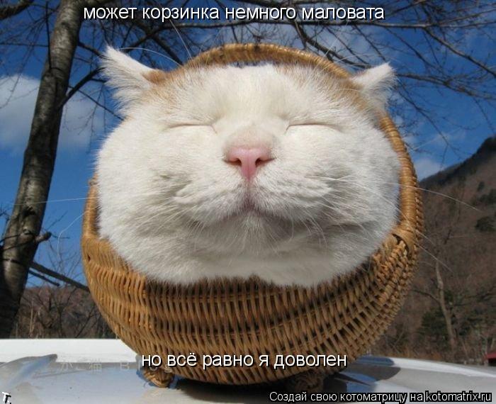 Котоматрица: может корзинка немного маловата  но всё равно я доволен