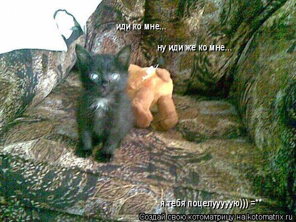 иди ко мне... ну иди же ко мне... я тебя поцелууууую))) =**... Котоматрица: иди ко мне... ну иди же ко мне... я тебя поцелууууую))) =**