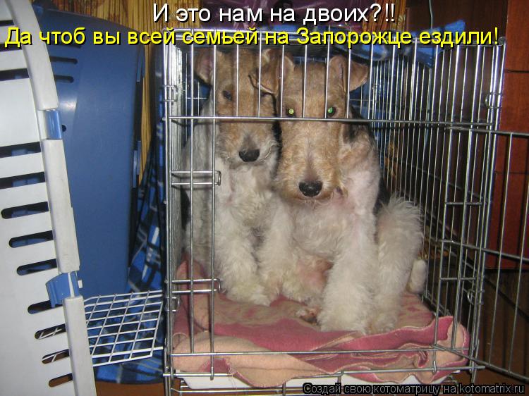 И это нам на двоих?!! Да чтоб вы всей семьей на Запорожце ездили!... Котоматрица: И это нам на двоих?!! Да чтоб вы всей семьей на Запорожце ездили!