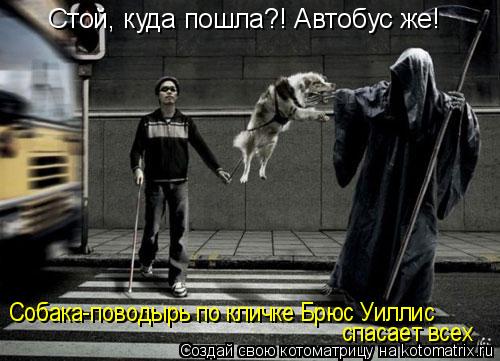 Стой, куда пошла?! Автобус же! Собака-поводырь по кличке Брюс Уиллис спасает всех... Котоматрица: Стой, куда пошла?! Автобус же! Собака-поводырь по кличке Брюс Уиллис спасает всех