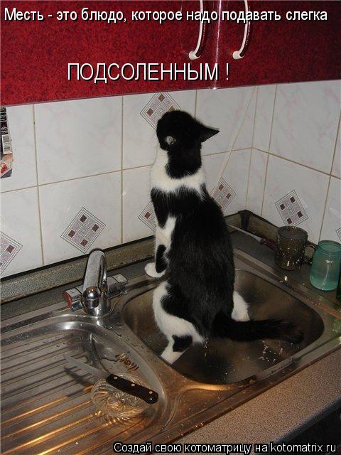 Месть - это блюдо, которое надо подавать слегка ПОДСОЛЕННЫМ !... Котоматрица: Месть - это блюдо, которое надо подавать слегка ПОДСОЛЕННЫМ !