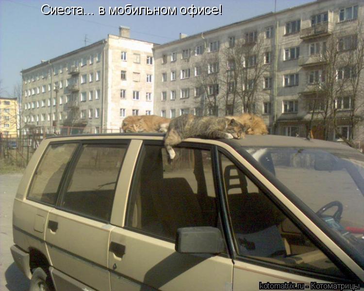 Сиеста... в мобильном офисе!... Котоматрица: Сиеста... в мобильном офисе!