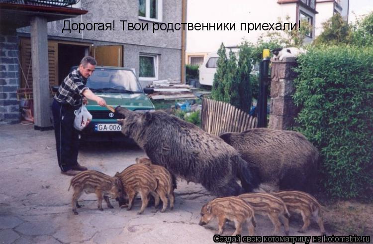 Дорогая! Твои родственники приехали!... Котоматрица: Дорогая! Твои родственники приехали!
