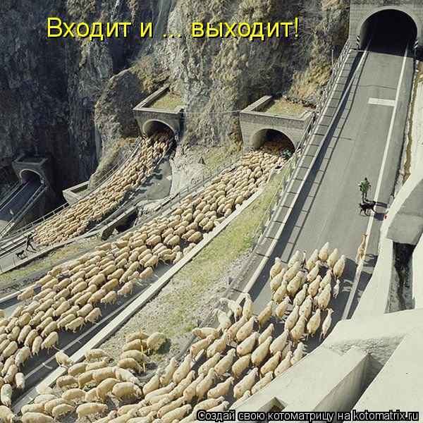 Входит и ... выходит!... Котоматрица: Входит и ... выходит!