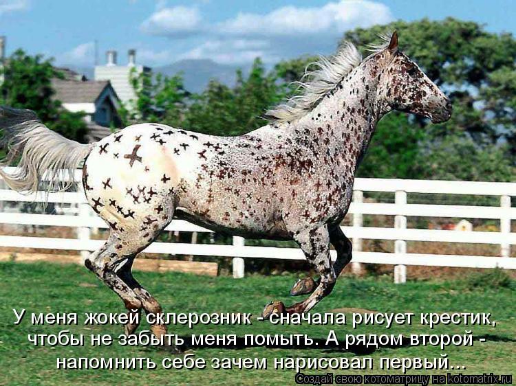 У меня жокей склерозник - сначала рисует крестик, чтобы не забыть меня помыть. А рядом второй - напо... Котоматрица: У меня жокей склерозник - сначала рисует крестик, чтобы не забыть меня помыть. А рядом второй - напомнить себе зачем нарисовал первый...