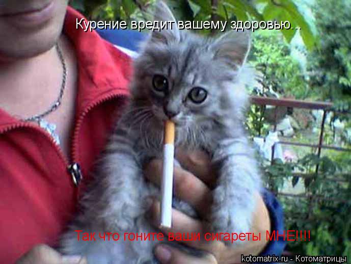 Курение вредит вашему здоровью... Так что гоните ваши сигареты МНЕ!!!!... Котоматрица: Курение вредит вашему здоровью... Так что гоните ваши сигареты МНЕ!!!!