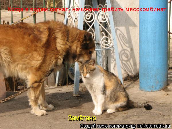 Когда я подам сигнал, начинаем грабить мясокомбинат Замётано... Котоматрица: Когда я подам сигнал, начинаем грабить мясокомбинат Замётано