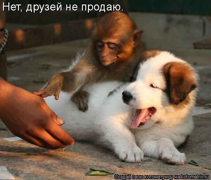 Котоматрица: Нет, друзей не продаю.