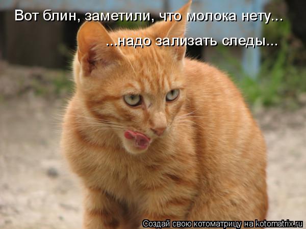 Вот блин, заметили, что молока нету... ...надо зализать следы...... Котоматрица: Вот блин, заметили, что молока нету... ...надо зализать следы...