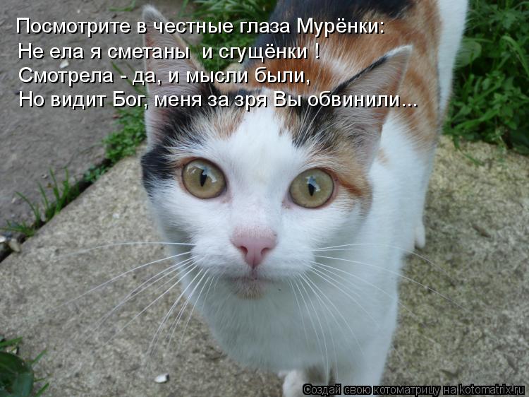 Посмотрите в честные глаза Мурёнки: Не ела я сметаны и сгущёнки ! Смотрела - да, и мысли были, Но ви... Котоматрица: Посмотрите в честные глаза Мурёнки: Не ела я сметаны и сгущёнки ! Смотрела - да, и мысли были, Но видит Бог, меня за зря Вы обвинили...