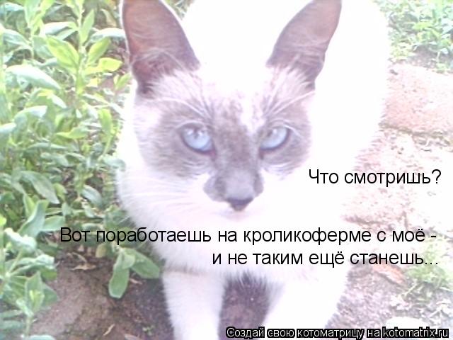Что смотришь? Вот поработаешь на кроликоферме с моё - и не таким ещё станешь...... Котоматрица: Что смотришь? Вот поработаешь на кроликоферме с моё - и не таким ещё станешь...
