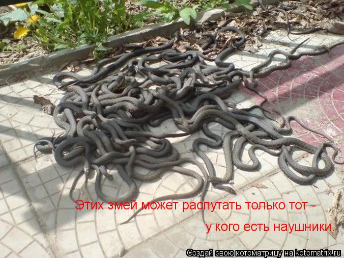 Этих змей может распутать только тот - у кого есть наушники.... Котоматрица: Этих змей может распутать только тот - у кого есть наушники.
