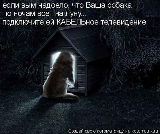если вым надоело, что Ваша собака по ночам воет на луну... подключите ей КАБЕЛЬное телевидение... Котоматрица: если вым надоело, что Ваша собака по ночам воет на луну... подключите ей КАБЕЛЬное телевидение