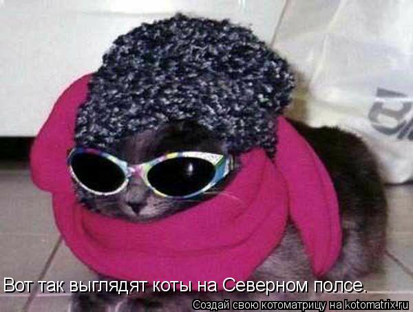 Вот так выглядят коты на Северном полсе.... Котоматрица: Вот так выглядят коты на Северном полсе.