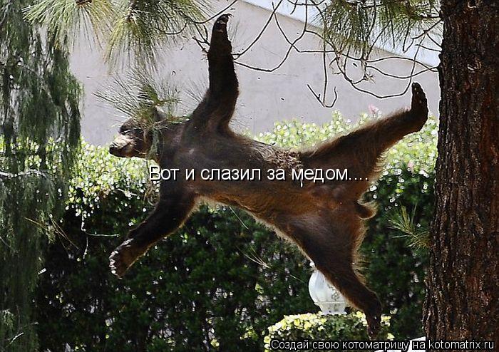 Вот и слазил за медом....... Котоматрица: Вот и слазил за медом....