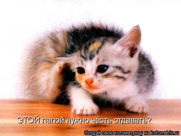 ЭТОЙ лапой нужно честь отдавать?... Котоматрица: ЭТОЙ лапой нужно честь отдавать?