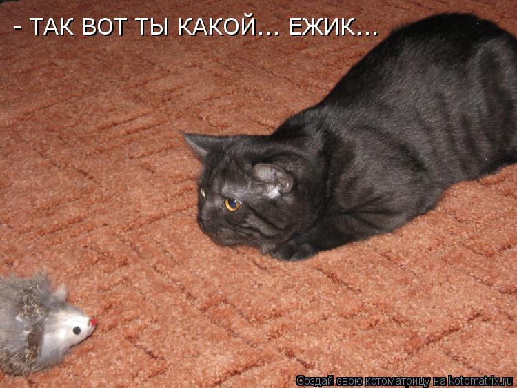 - ТАК ВОТ ТЫ КАКОЙ... ЕЖИК...... Котоматрица: - ТАК ВОТ ТЫ КАКОЙ... ЕЖИК...