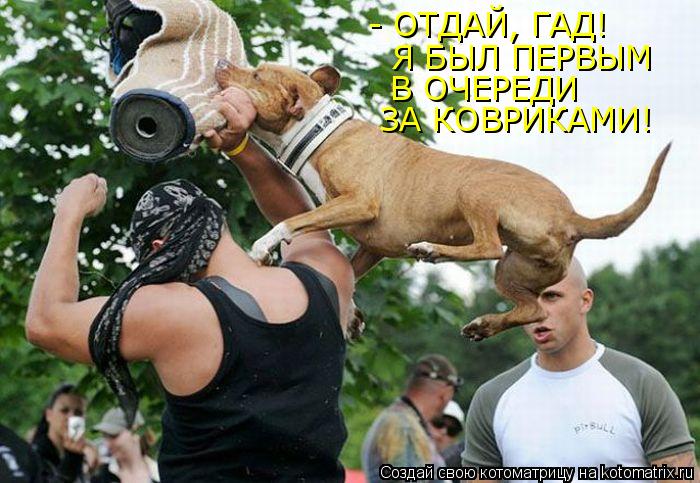 - ОТДАЙ, ГАД! Я БЫЛ ПЕРВЫМ В ОЧЕРЕДИ ЗА КОВРИКАМИ!... Котоматрица: - ОТДАЙ, ГАД! Я БЫЛ ПЕРВЫМ В ОЧЕРЕДИ ЗА КОВРИКАМИ!
