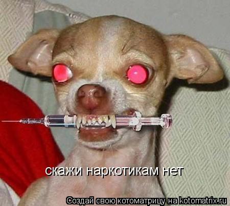 скажи наркотикам нет... Котоматрица: скажи наркотикам нет
