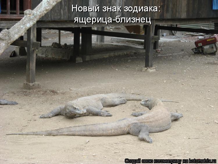 Новый знак зодиака: ящерица-близнец... Котоматрица: Новый знак зодиака: ящерица-близнец
