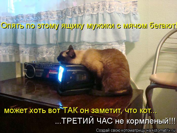 Опять по этому ящику мужики с мячом бегают! может хоть вот ТАК он заметит, что кот... ...ТРЕТИЙ ЧАС н... Котоматрица: Опять по этому ящику мужики с мячом бегают! может хоть вот ТАК он заметит, что кот... ...ТРЕТИЙ ЧАС не кормленый!!!