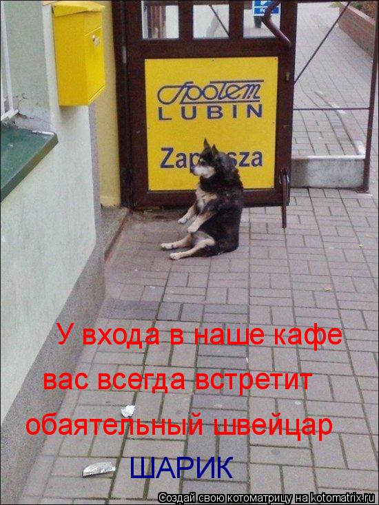 У входа в наше кафе вас всегда встретит обаятельный швейцар ШАРИК... Котоматрица: У входа в наше кафе вас всегда встретит обаятельный швейцар ШАРИК