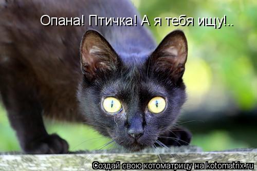 Опана! Птичка! А я тебя ищу!..... Котоматрица: Опана! Птичка! А я тебя ищу!..