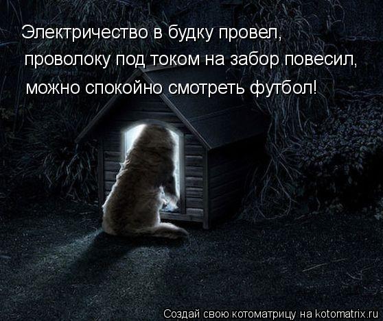 проволоку под током на забор повесил, можно спокойно смотреть футбол! Электричество в будку провел,... Котоматрица: проволоку под током на забор повесил, можно спокойно смотреть футбол! Электричество в будку провел,