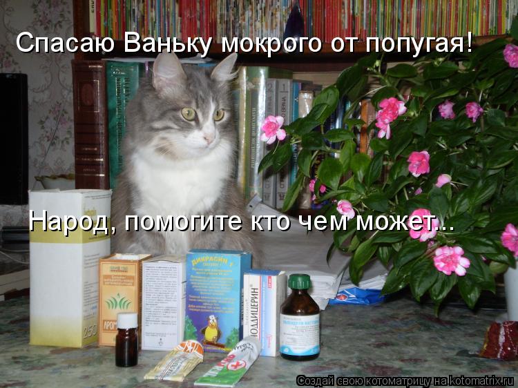 Спасаю Ваньку мокрого от попугая! Народ, помогите кто чем может...... Котоматрица: Спасаю Ваньку мокрого от попугая! Народ, помогите кто чем может...
