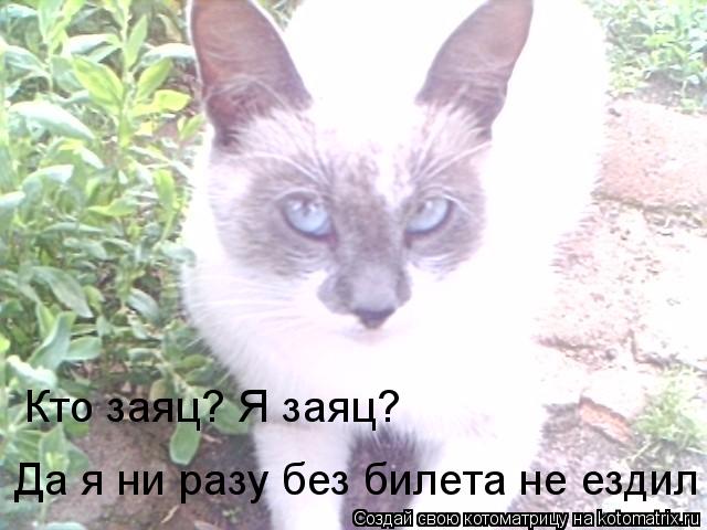 Кто заяц? Я заяц? Да я ни разу без билета не ездил... Котоматрица: Кто заяц? Я заяц? Да я ни разу без билета не ездил