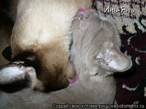 Инь-Янь... Котоматрица: Инь-Янь